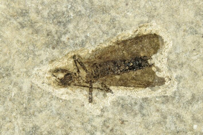 Detailed Fossil March Fly (Plecia) w/ Legs - Wyoming #245641